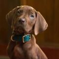 Scooby-Doo