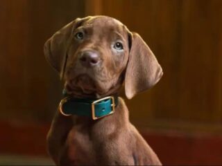 Scooby-Doo
