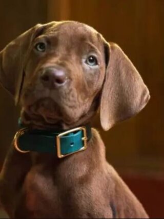 Scooby-Doo