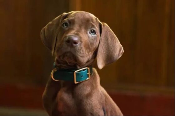 Scooby-Doo
