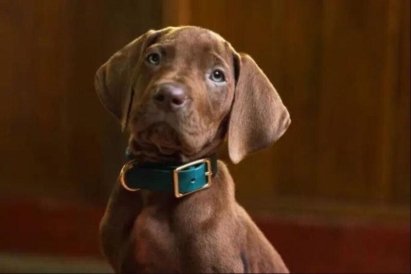 Scooby-Doo